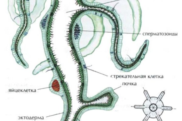 Как зайти на кракен через тор