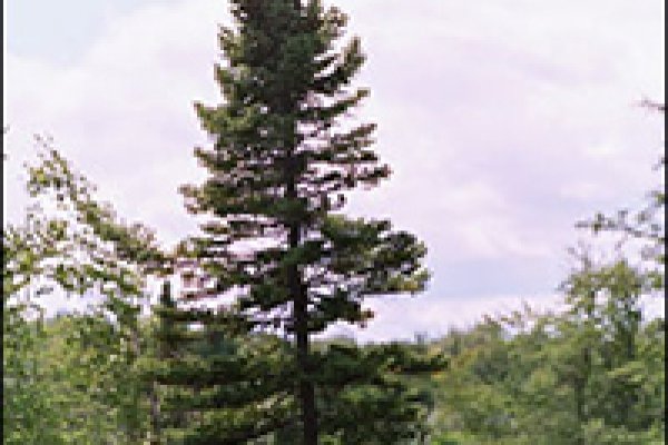 Kra39cc
