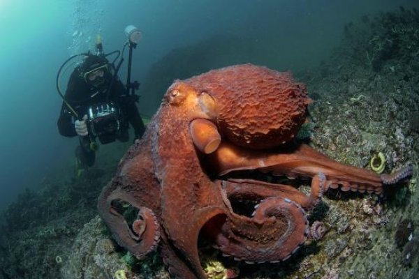 Kraken площадка