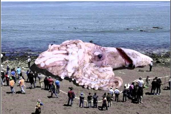 Tor kraken маркет